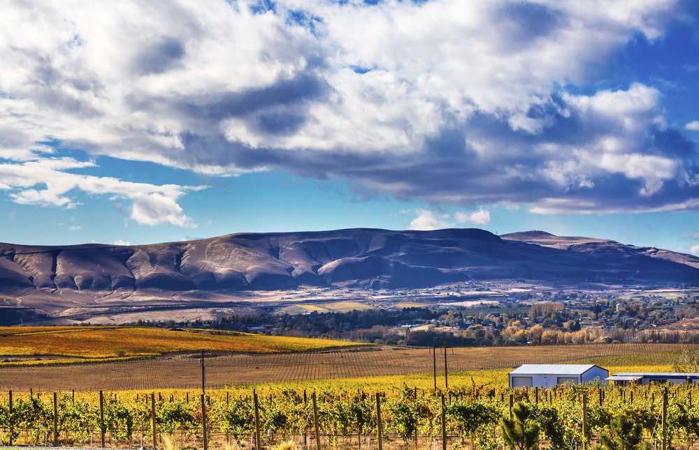 Fall vineyard with vibrant colors, outbuildings and Red Mountain in Benton County, WA