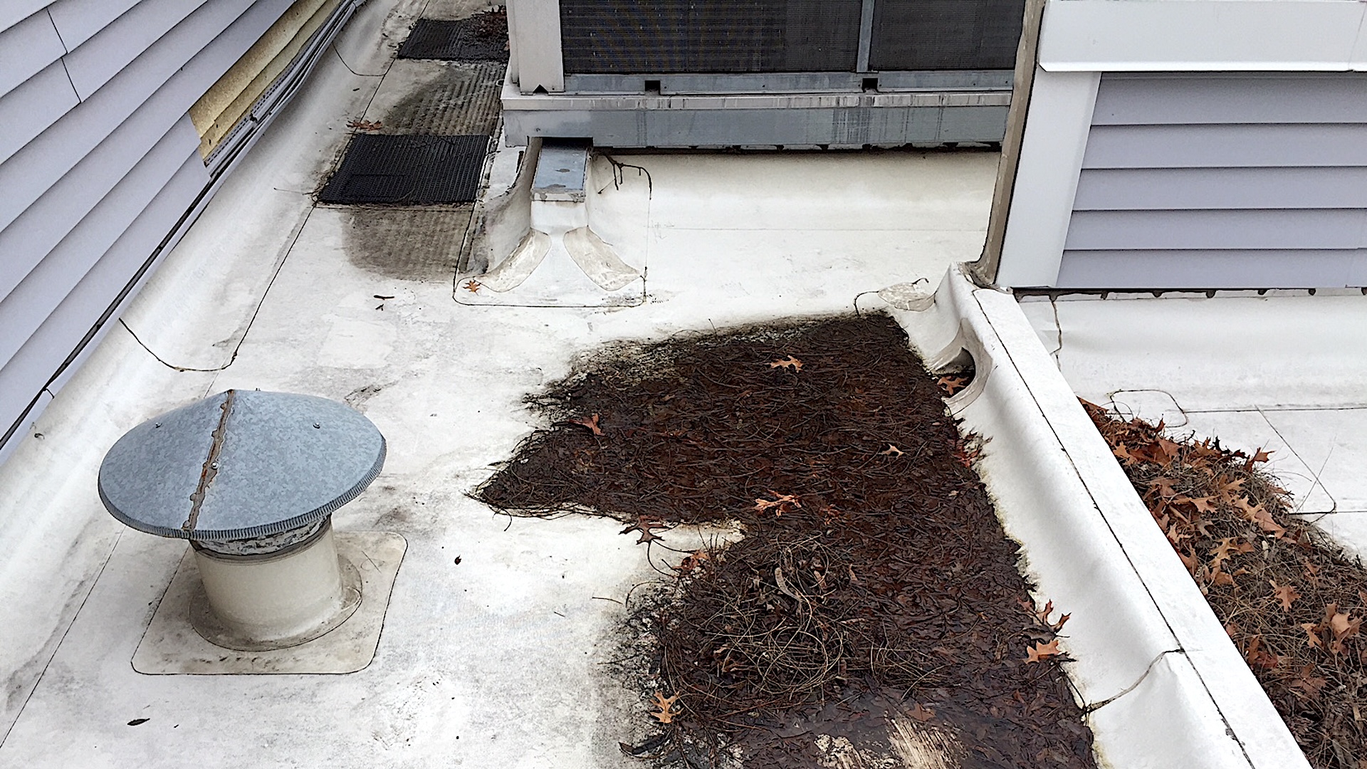 Clogged Roof Drain, Leaves, And Muck Commercial Flat Roof With Clogged Roof Drain, Leaves, And Muck